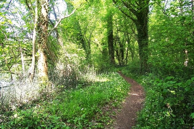 Bild 055.jpg - Der Gießenweg im Naturschutzgebiet Taubergießen beim Europa-Park Rust